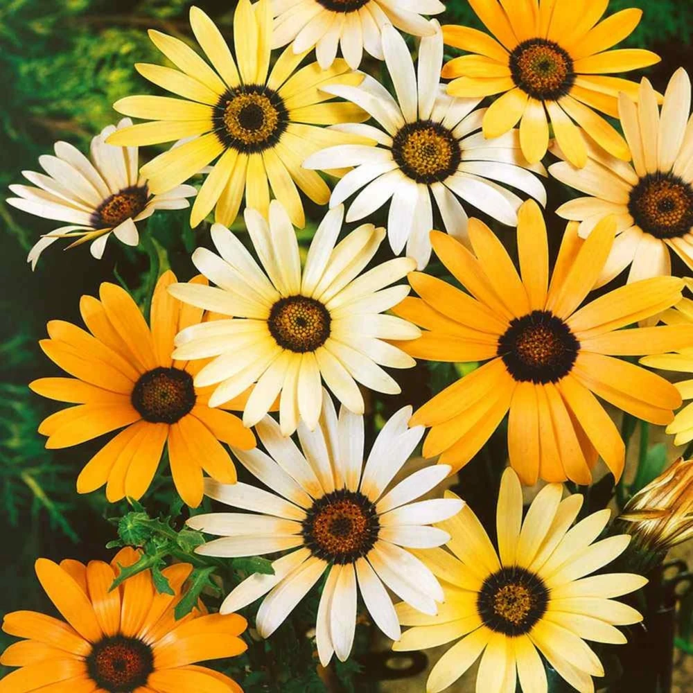 African Daisy Mix Seeds - Perennial Flower Seeds - 100 Seeds - Non-GMO - Image 11