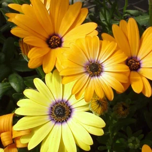 African Daisy Mix Seeds - Perennial Flower Seeds - 100 Seeds - Non-GMO - Image 12