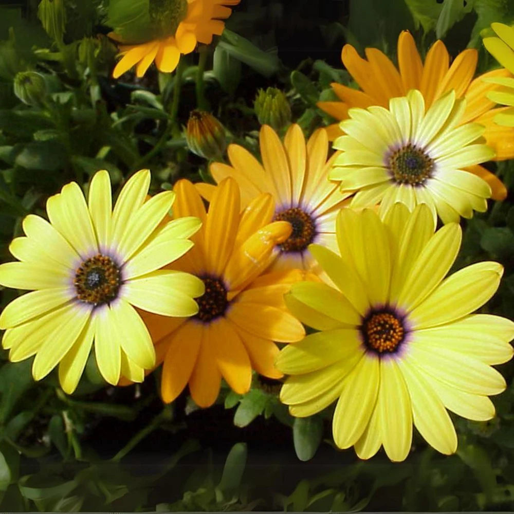 African Daisy Mix Seeds - Perennial Flower Seeds - 100 Seeds - Non-GMO - Image 13