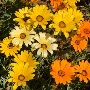 African Daisy Mix Seeds - Perennial Flower Seeds - 100 Seeds - Non-GMO - Image 14