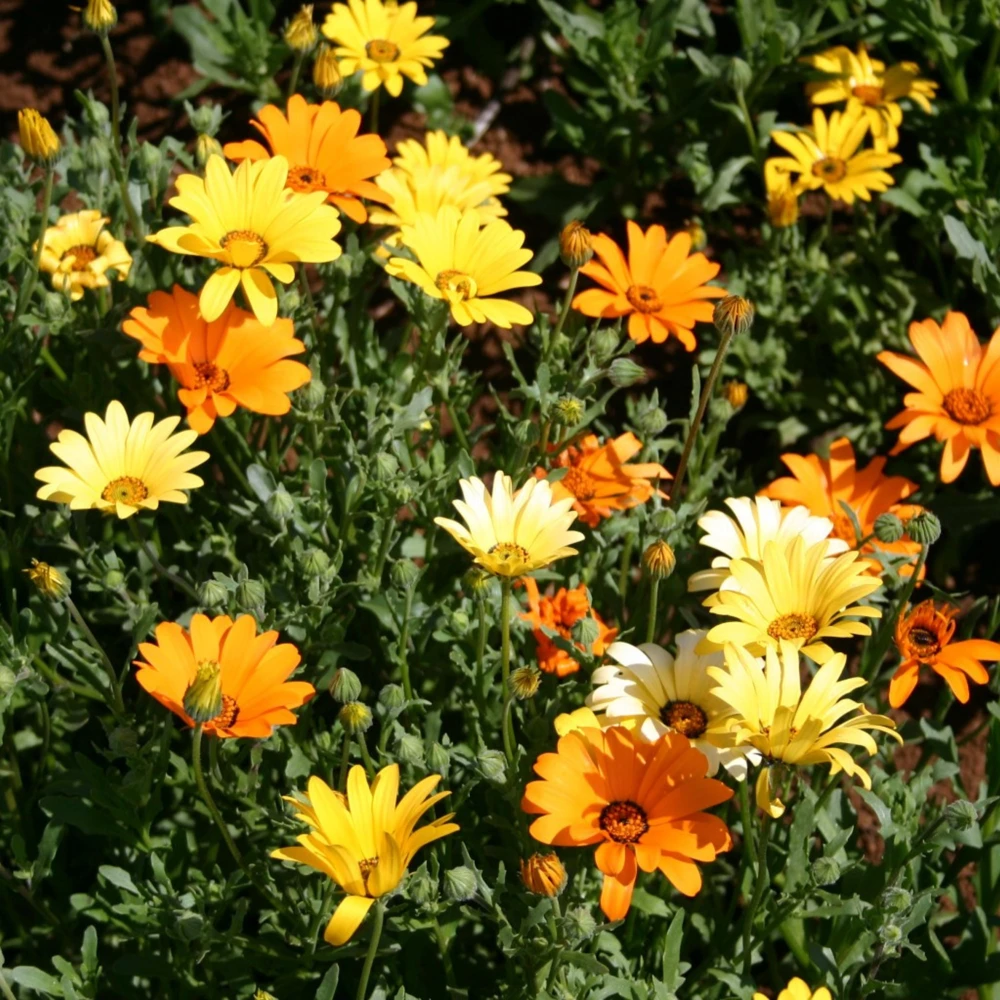 African Daisy Mix Seeds - Perennial Flower Seeds - 100 Seeds - Non-GMO - Image 15