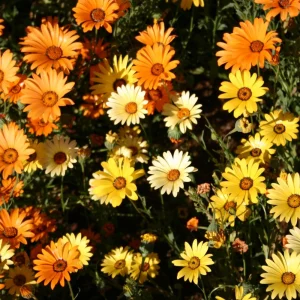 African Daisy Mix Seeds - Perennial Flower Seeds - 100 Seeds - Non-GMO - Image 18