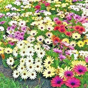 African Daisy Mix Seeds - Perennial Flower Seeds - 100 Seeds - Non-GMO - Image 2