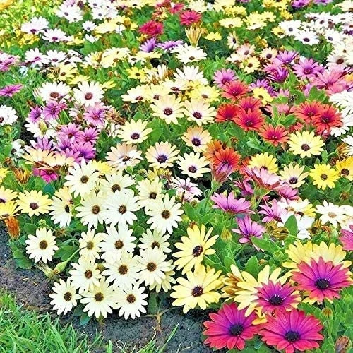 African Daisy Mix Seeds - Perennial Flower Seeds - 100 Seeds - Non-GMO - Image 2
