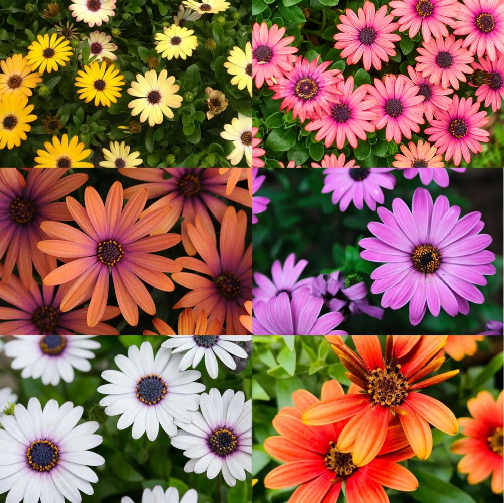 African Daisy Mix Seeds - Perennial Flower Seeds - 100 Seeds - Non-GMO - Image 3