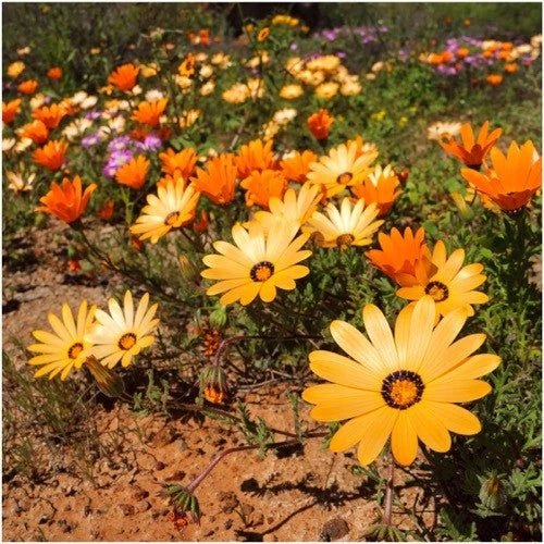 African Daisy Mix Seeds - Perennial Flower Seeds - 100 Seeds - Non-GMO - Image 4