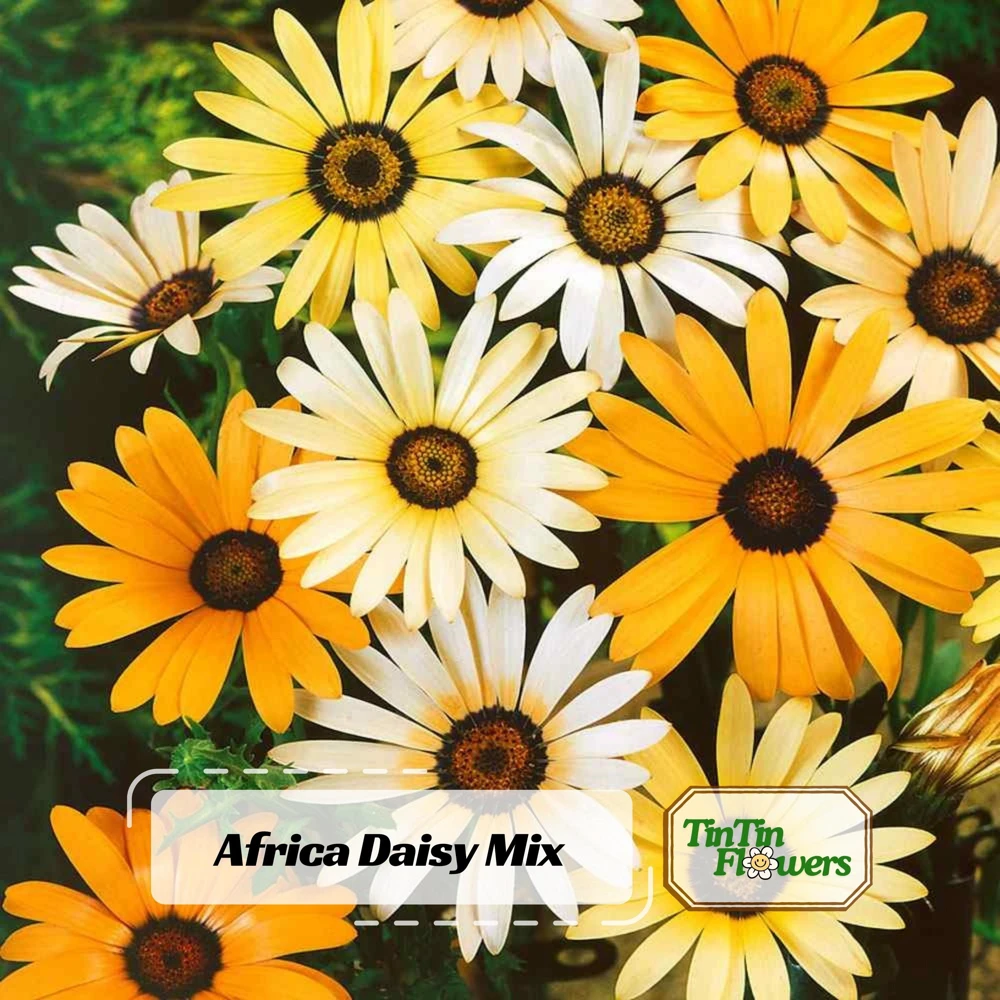 African Daisy Mix Seeds - Perennial Flower Seeds - 100 Seeds - Non-GMO - Image 5