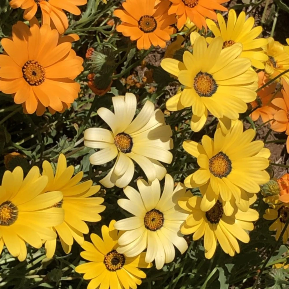African Daisy Mix Seeds - Perennial Flower Seeds - 100 Seeds - Non-GMO - Image 6