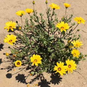 African Daisy Mix Seeds - Perennial Flower Seeds - 100 Seeds - Non-GMO - Image 7