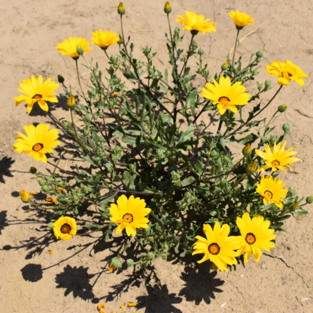 African Daisy Mix Seeds - Perennial Flower Seeds - 100 Seeds - Non-GMO - Image 7