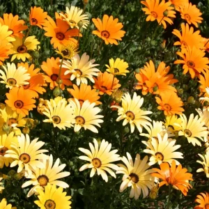African Daisy Mix Seeds - Perennial Flower Seeds - 100 Seeds - Non-GMO - Image 8