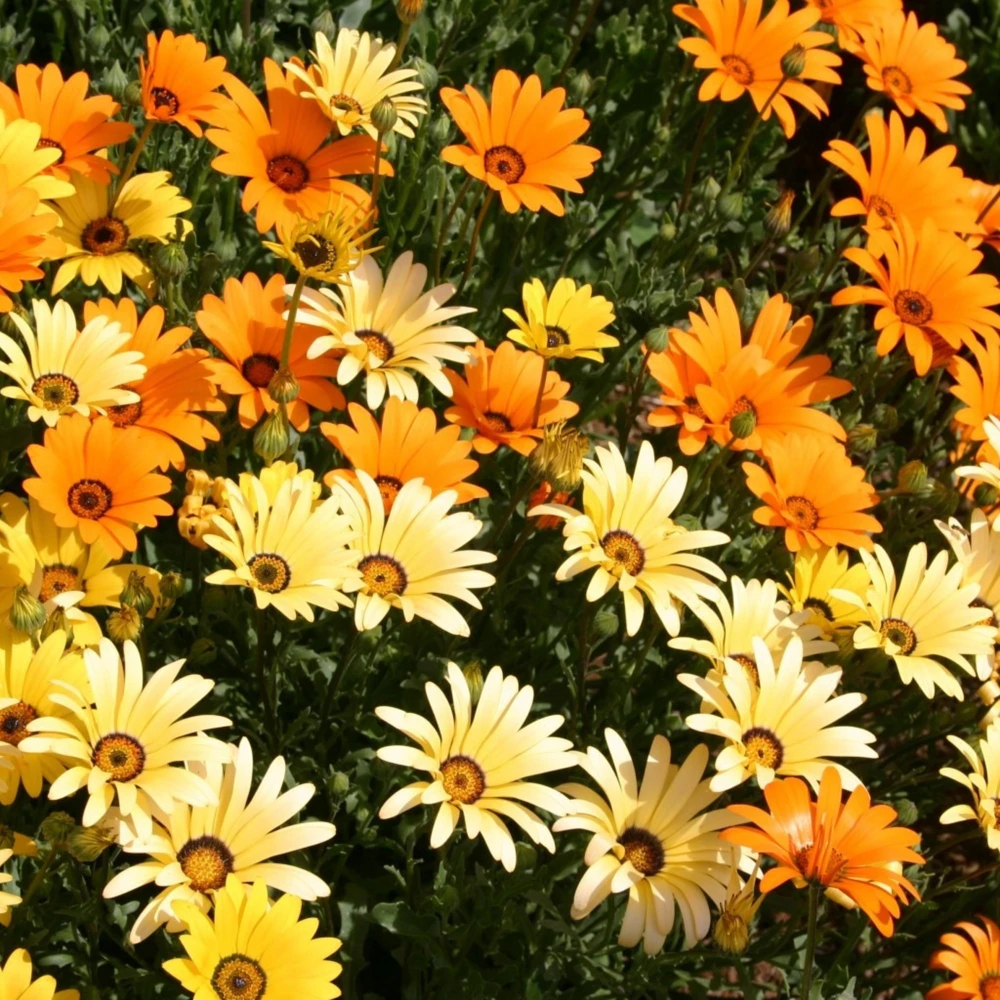 African Daisy Mix Seeds - Perennial Flower Seeds - 100 Seeds - Non-GMO - Image 8