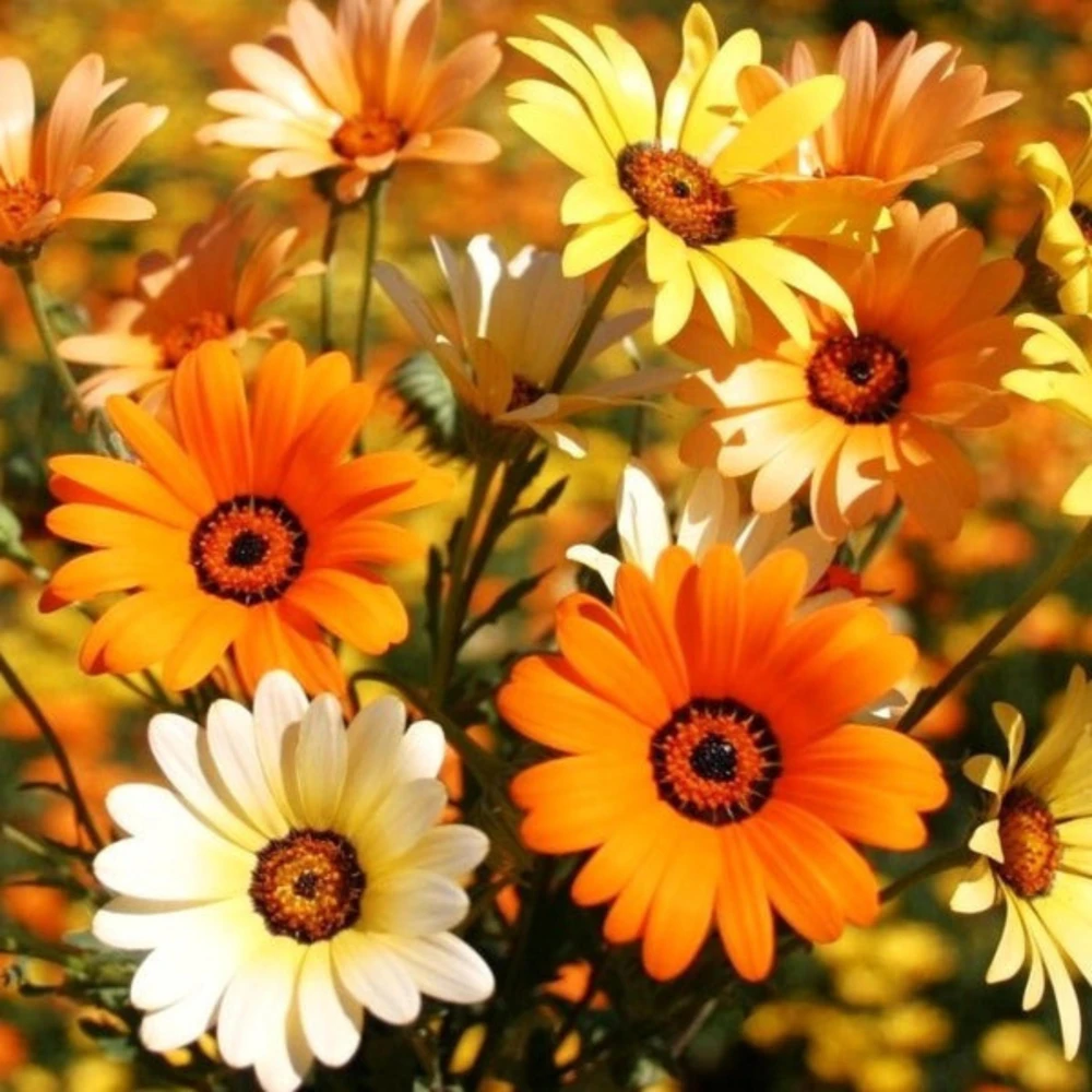 African Daisy Mix Seeds - Perennial Flower Seeds - 100 Seeds - Non-GMO - Image 9
