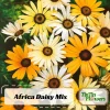 African Daisy Mix Seeds - Perennial Flower Seeds - 100 Seeds - Non-GMO - Image 1