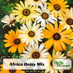 African Daisy Mix Seeds - Perennial Flower Seeds - 100 Seeds - Non-GMO - Image 1