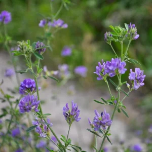 Alfalfa Cover Crop Seeds - Soil Improving Green Manure, Nitrogen Fixing, Perennial - Image 10