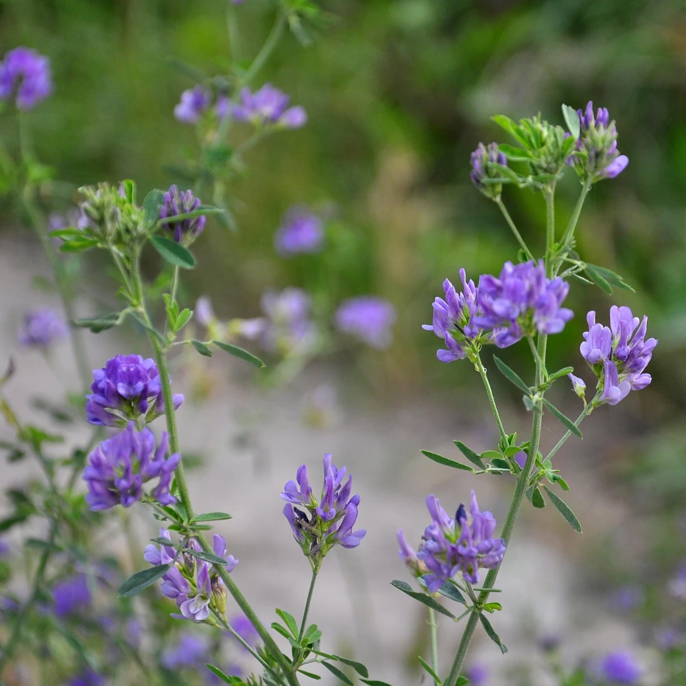 Alfalfa Cover Crop Seeds - Soil Improving Green Manure, Nitrogen Fixing, Perennial - Image 10