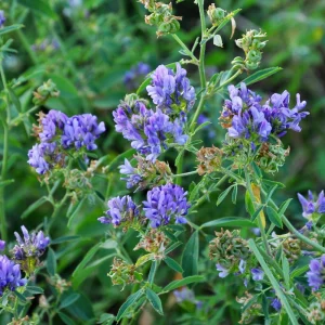 Alfalfa Cover Crop Seeds - Soil Improving Green Manure, Nitrogen Fixing, Perennial - Image 11