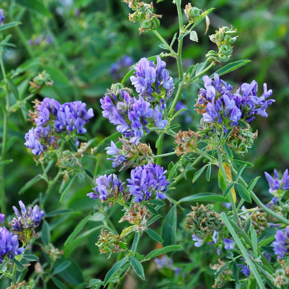 Alfalfa Cover Crop Seeds - Soil Improving Green Manure, Nitrogen Fixing, Perennial - Image 11