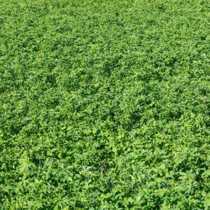 Alfalfa Cover Crop Seeds - Soil Improving Green Manure, Nitrogen Fixing, Perennial - Image 12
