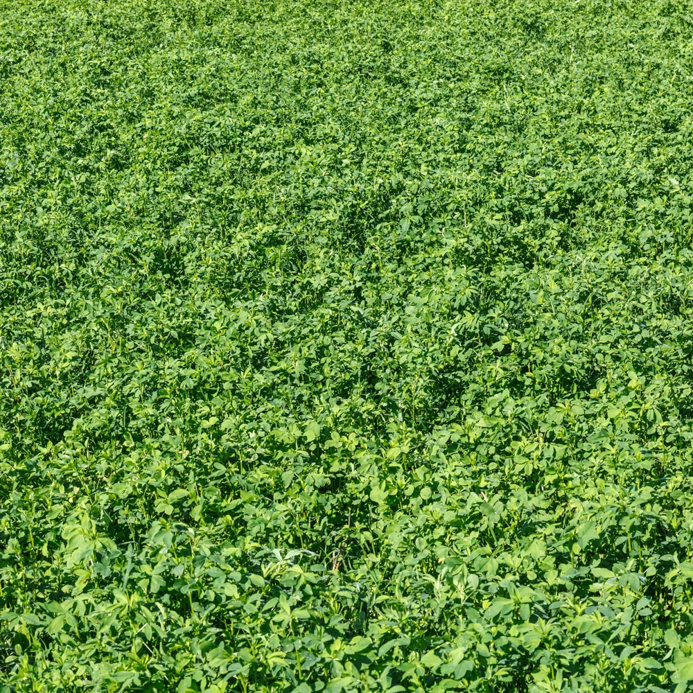 Alfalfa Cover Crop Seeds - Soil Improving Green Manure, Nitrogen Fixing, Perennial - Image 12