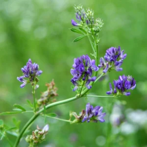 Alfalfa Cover Crop Seeds - Soil Improving Green Manure, Nitrogen Fixing, Perennial - Image 13