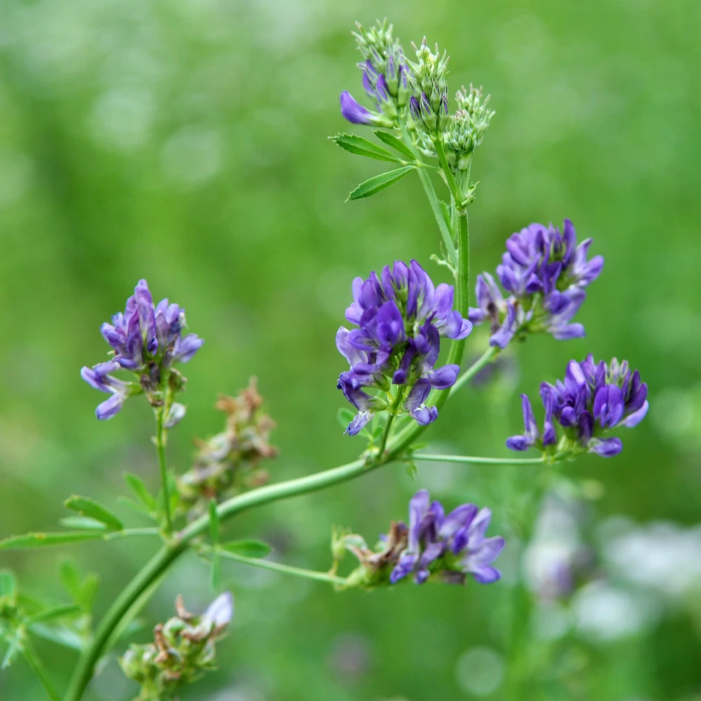 Alfalfa Cover Crop Seeds - Soil Improving Green Manure, Nitrogen Fixing, Perennial - Image 13