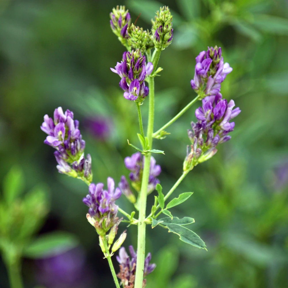 Alfalfa Cover Crop Seeds - Soil Improving Green Manure, Nitrogen Fixing, Perennial - Image 14