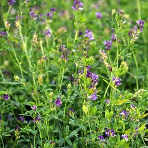 Alfalfa Cover Crop Seeds - Soil Improving Green Manure, Nitrogen Fixing, Perennial - Image 15