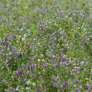 Alfalfa Cover Crop Seeds - Soil Improving Green Manure, Nitrogen Fixing, Perennial - Image 2