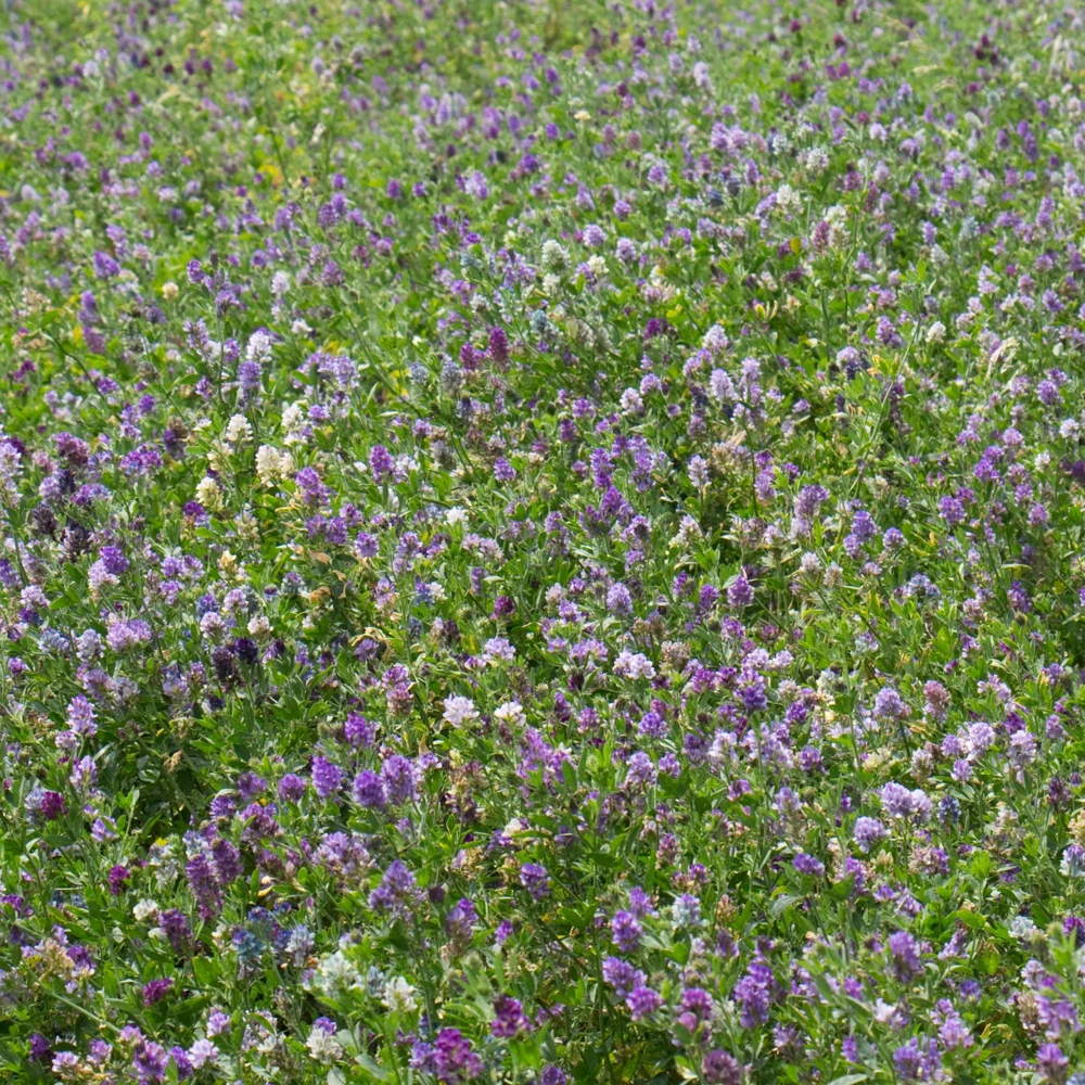Alfalfa Cover Crop Seeds - Soil Improving Green Manure, Nitrogen Fixing, Perennial - Image 2
