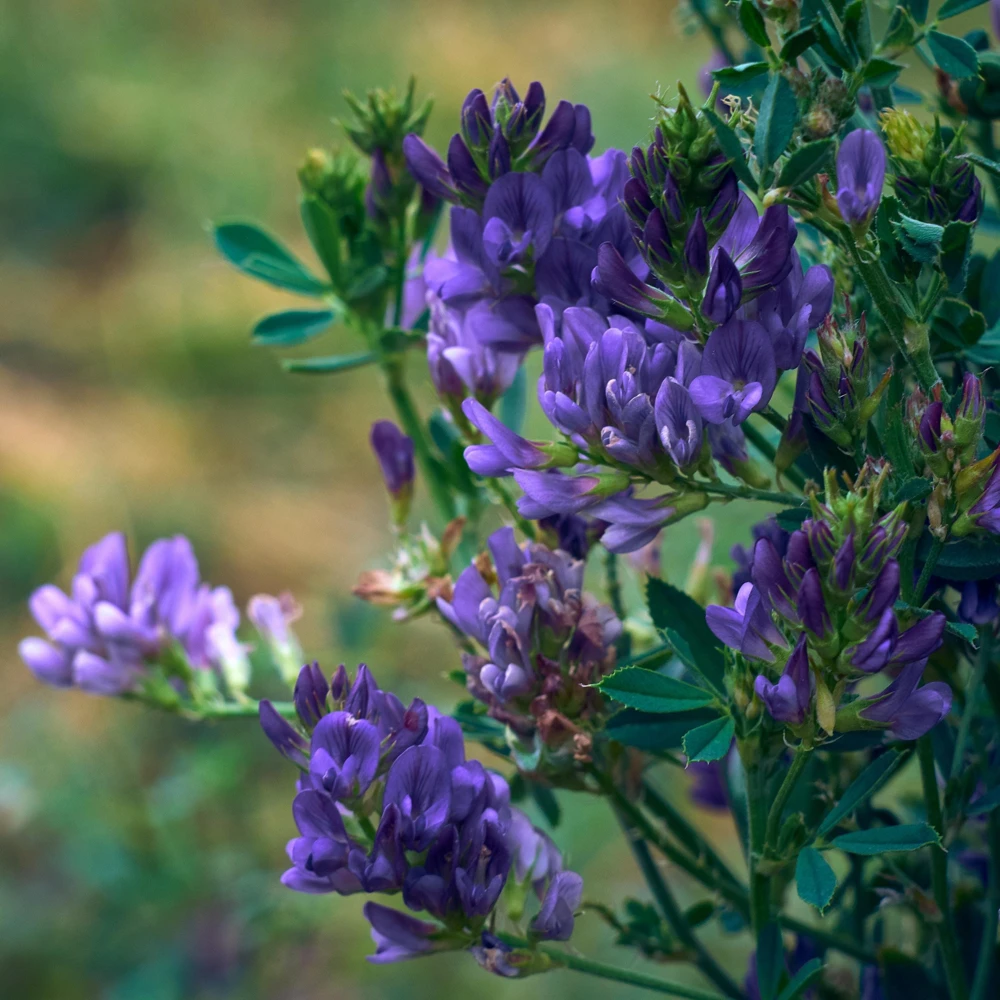 Alfalfa Cover Crop Seeds - Soil Improving Green Manure, Nitrogen Fixing, Perennial - Image 3
