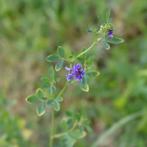 Alfalfa Cover Crop Seeds - Soil Improving Green Manure, Nitrogen Fixing, Perennial - Image 4