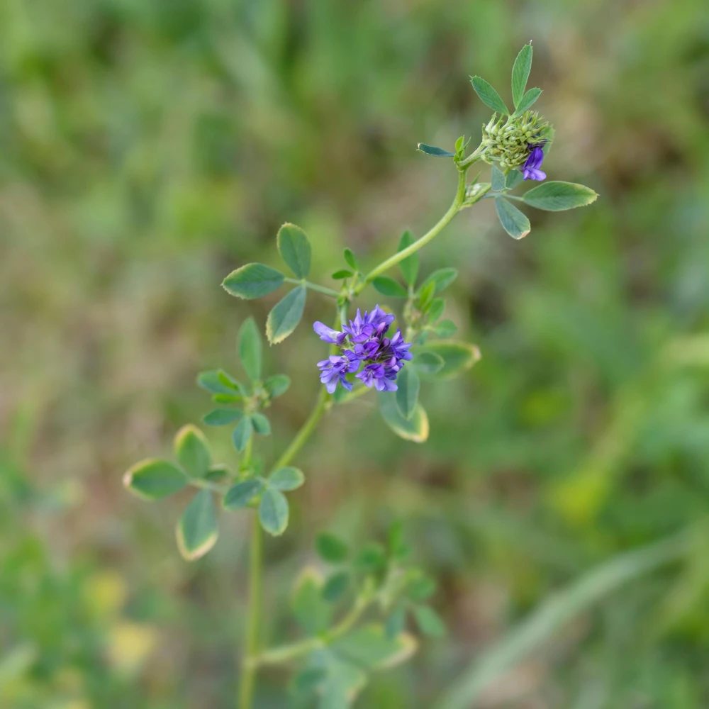 Alfalfa Cover Crop Seeds - Soil Improving Green Manure, Nitrogen Fixing, Perennial - Image 4