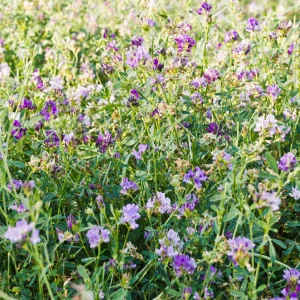 Alfalfa Cover Crop Seeds - Soil Improving Green Manure, Nitrogen Fixing, Perennial - Image 5
