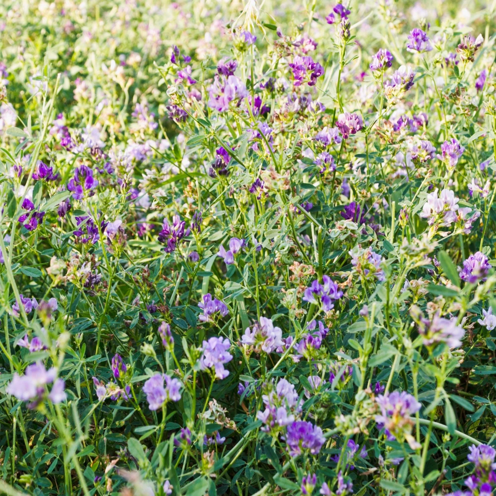 Alfalfa Cover Crop Seeds - Soil Improving Green Manure, Nitrogen Fixing, Perennial - Image 5