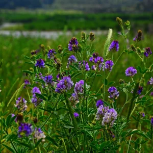 Alfalfa Cover Crop Seeds - Soil Improving Green Manure, Nitrogen Fixing, Perennial - Image 6