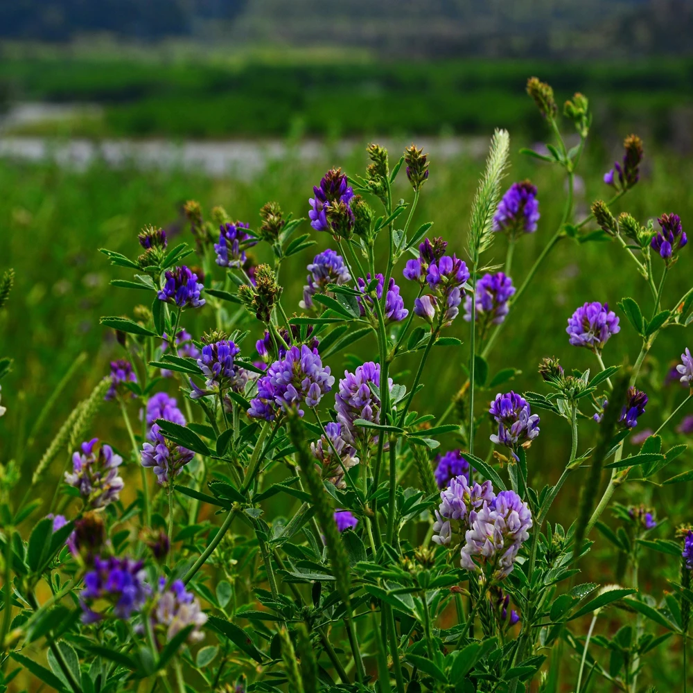 Alfalfa Cover Crop Seeds - Soil Improving Green Manure, Nitrogen Fixing, Perennial - Image 6