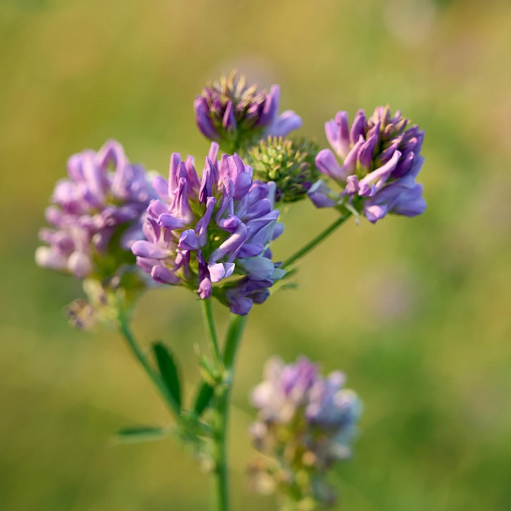 Alfalfa Cover Crop Seeds - Soil Improving Green Manure, Nitrogen Fixing, Perennial - Image 7