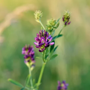 Alfalfa Cover Crop Seeds - Soil Improving Green Manure, Nitrogen Fixing, Perennial - Image 8
