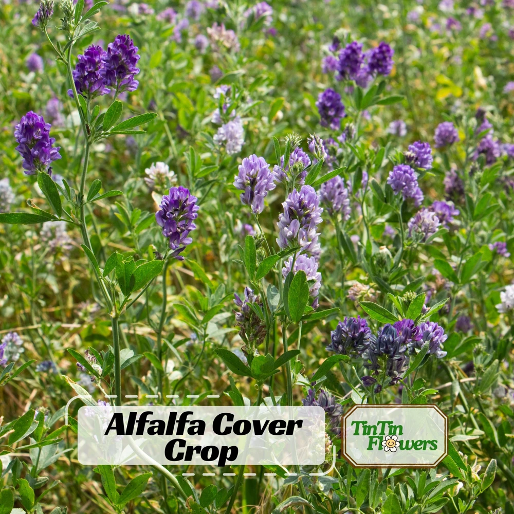 Alfalfa Cover Crop Seeds - Soil Improving Green Manure, Nitrogen Fixing, Perennial - Image 1