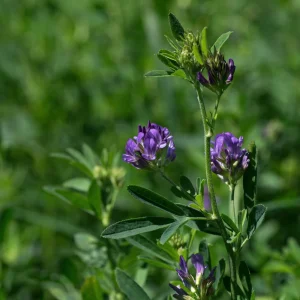 Alfalfa Cover Crop Seeds - Soil Improving Green Manure, Nitrogen Fixing, Perennial - Image 9