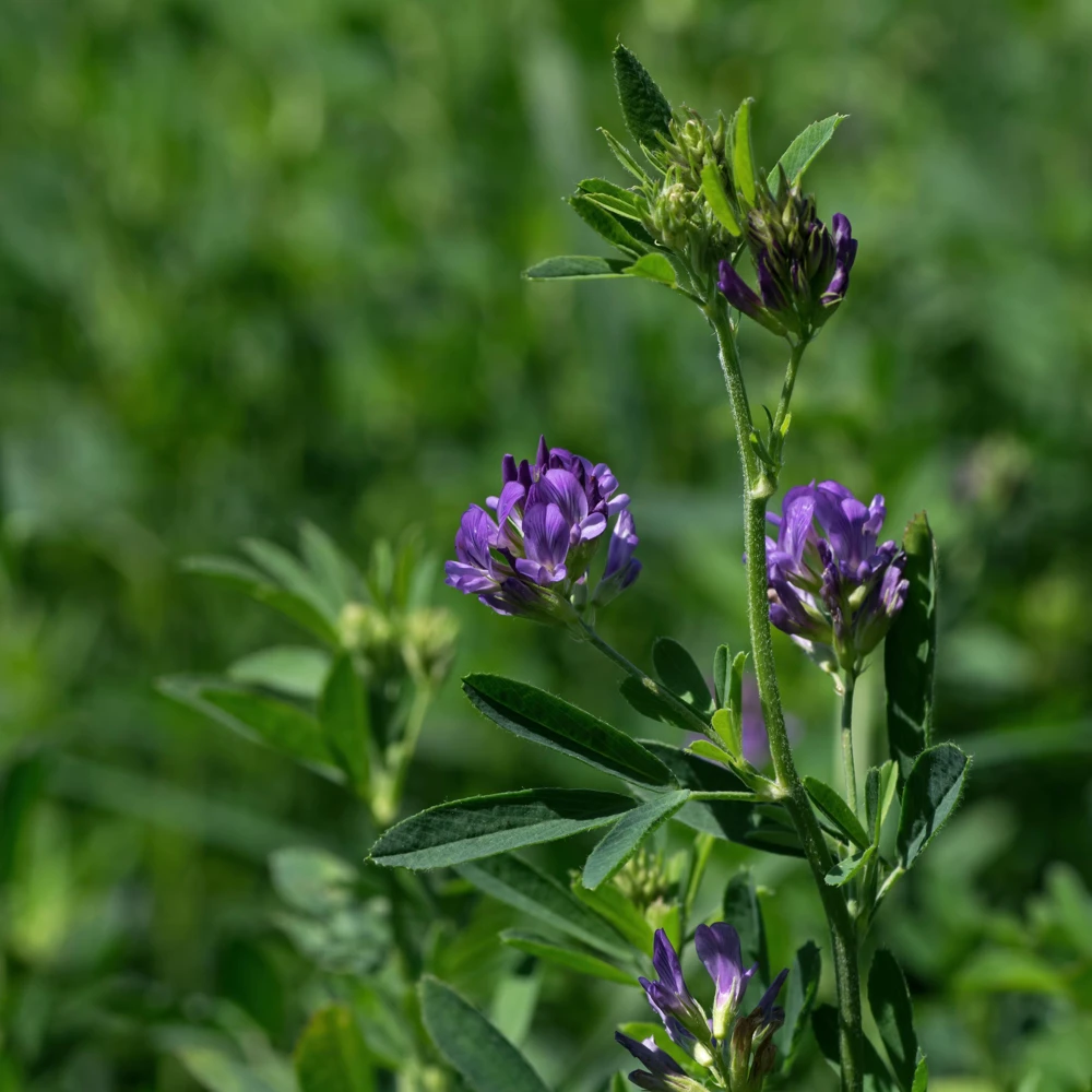 Alfalfa Cover Crop Seeds - Soil Improving Green Manure, Nitrogen Fixing, Perennial - Image 9