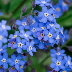Alpine Forget Me Not Seeds - Myosotis alpestris - Compact Blue Blooms - 30 Seeds - Image 10