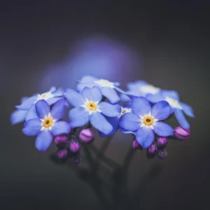 Alpine Forget Me Not Seeds - Myosotis alpestris - Compact Blue Blooms - 30 Seeds - Image 11