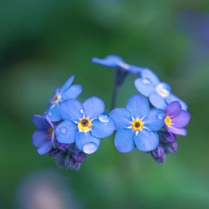 Alpine Forget Me Not Seeds - Myosotis alpestris - Compact Blue Blooms - 30 Seeds - Image 12