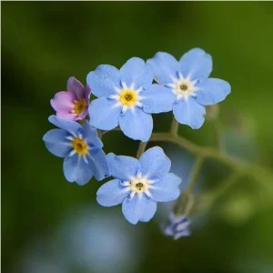 Alpine Forget Me Not Seeds - Myosotis alpestris - Compact Blue Blooms - 30 Seeds - Image 13