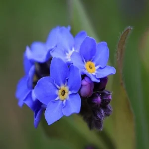 Alpine Forget Me Not Seeds - Myosotis alpestris - Compact Blue Blooms - 30 Seeds - Image 14