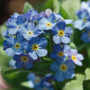 Alpine Forget Me Not Seeds - Myosotis alpestris - Compact Blue Blooms - 30 Seeds - Image 15