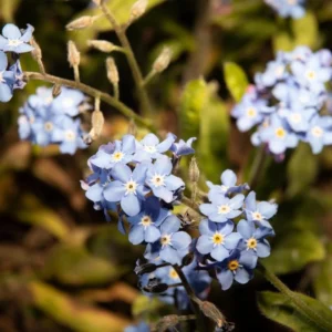 Alpine Forget Me Not Seeds - Myosotis alpestris - Compact Blue Blooms - 30 Seeds - Image 16